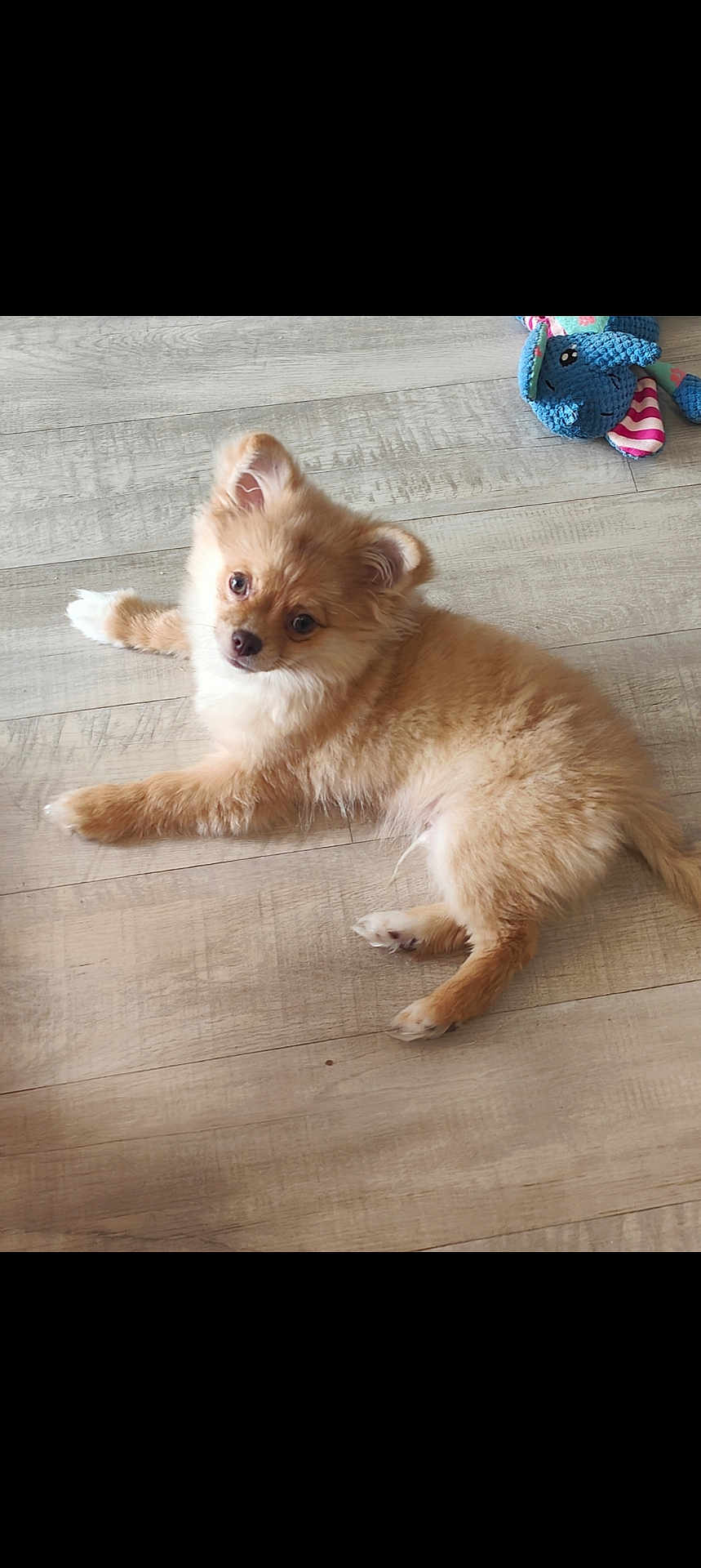 Aïko participe au concours pour gagner de l'argent avec cette photo : attention, brown_fur, companion, cute, dog, flooring, fluffy_fur, home, indoor, looking_up, lying_down, pet, play_toy, plush_toy, portrait, puppy, relaxed, small_dog, white_paws, wood_floor