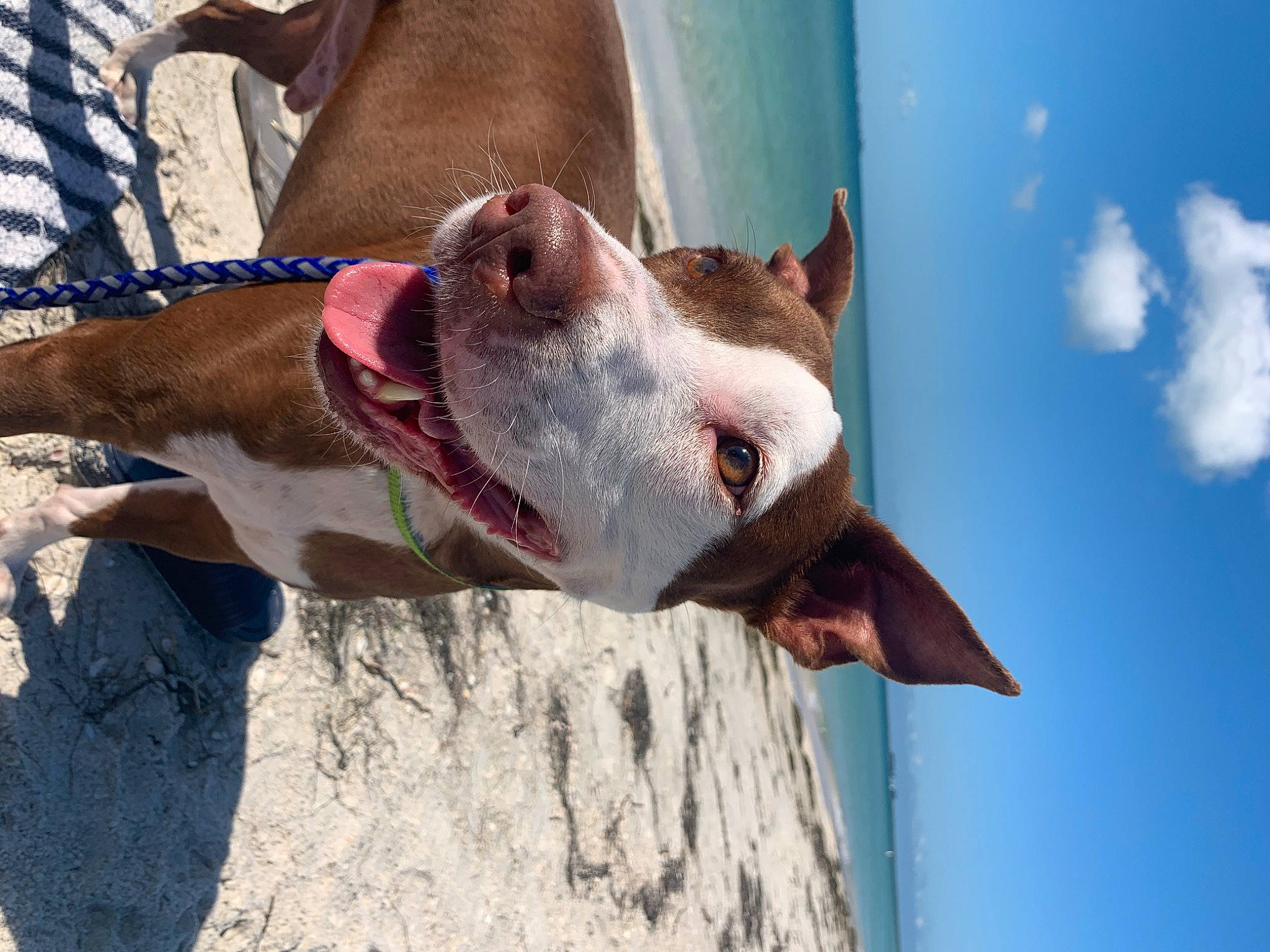 Charlie joined the competition — help win amazing prizes! carmine, carnivore, cloud, collar, companion_dog, dog, dog_breed, dog_collar, dog_supply, fawn, foot, human_leg, liver, pet_supply, sky, snout, sporting_group, water, whiskers, working_animal