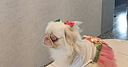 Luna joined the competition — help win amazing prizes! dog, small_dog, white_dog, blue_eyes, tutu, dress, bow, indoor, tile_floor, tile_wall, pet, cute, animal, fluffy, costume, standing, looking_sideways, home, domestic, furniture