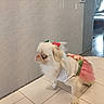 dog, small_dog, white_dog, blue_eyes, tutu, dress, bow, indoor, tile_floor, tile_wall, pet, cute, animal, fluffy, costume, standing, looking_sideways, home, domestic, furniture