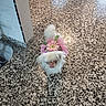 Luna is registered to the contest to win money with this photo: dog, small_dog, white_dog, tutu, flower, pet_clothing, indoor, floor, tile_floor, looking_up, cute, pet, animal, fur, fluffy, decorative, pink, green, expression, standing