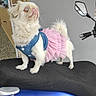 Luna joined the competition — help win amazing prizes! dog, small_dog, tutu, pink_skirt, blue_clothing, motorbike, seat, indoor, gray_wall, door, handlebar, mirror, pet, animal, cute, standing, fur, looking_up, decor, floor