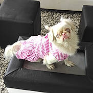 Luna joined the competition — help win amazing prizes! dog, pet, clothing, pink, outfit, ottoman, black_couch, white_pillows, indoor, floor_tiles, small_dog, fur, sitting, looking_up, furniture, living_room, cute, animal, home, portrait
