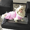 dog, pet, clothing, pink, outfit, ottoman, black_couch, white_pillows, indoor, floor_tiles, small_dog, fur, sitting, looking_up, furniture, living_room, cute, animal, home, portrait