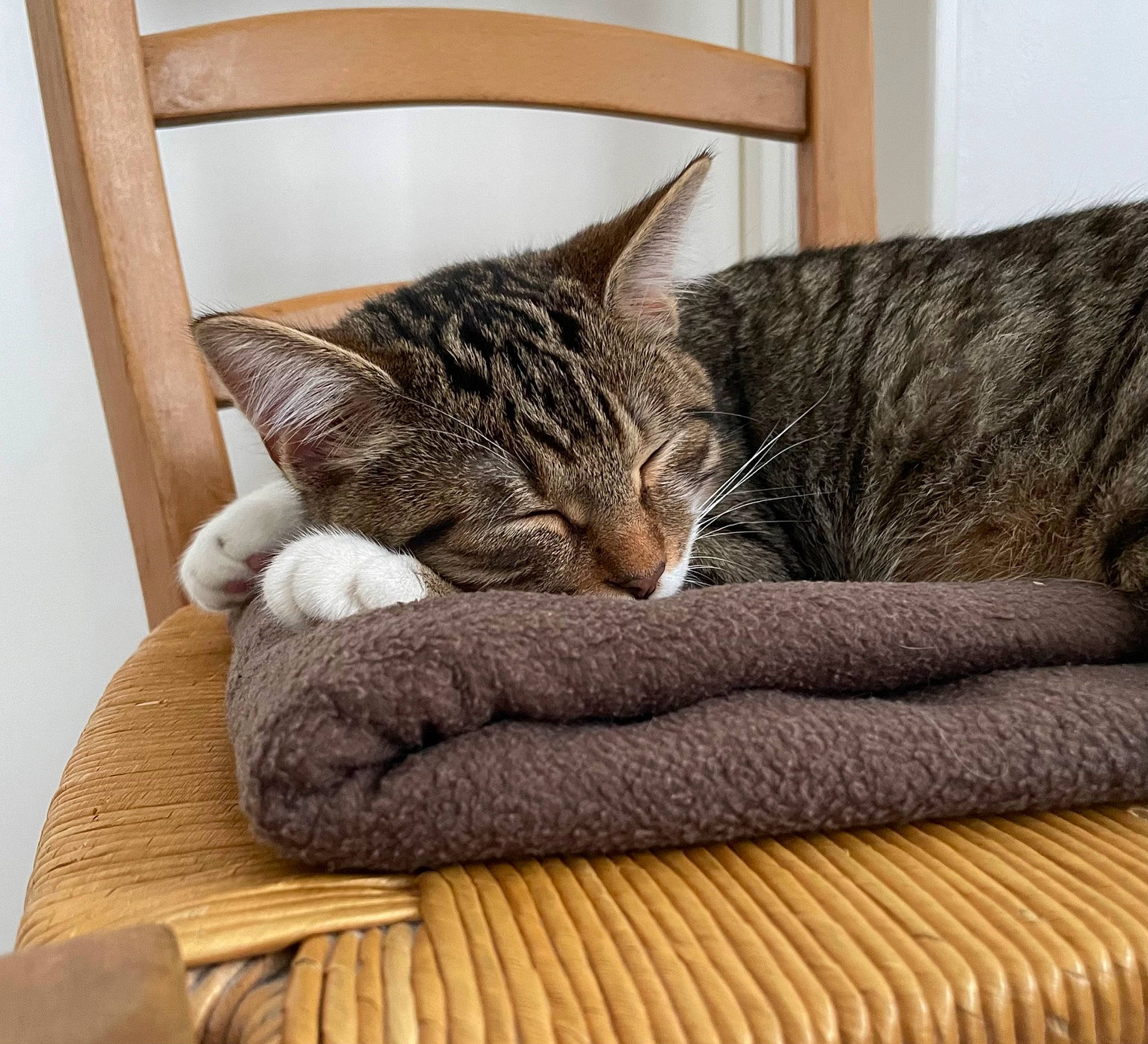 Groot participe au concours pour gagner de l'argent avec cette photo : carnivore, cat, comfort, couch, domestic_short_haired_cat, felidae, fur, grey, hardwood, linens, mammal, room, small_to_medium_sized_cats, snout, tail, textile, tree, whiskers, window, wood