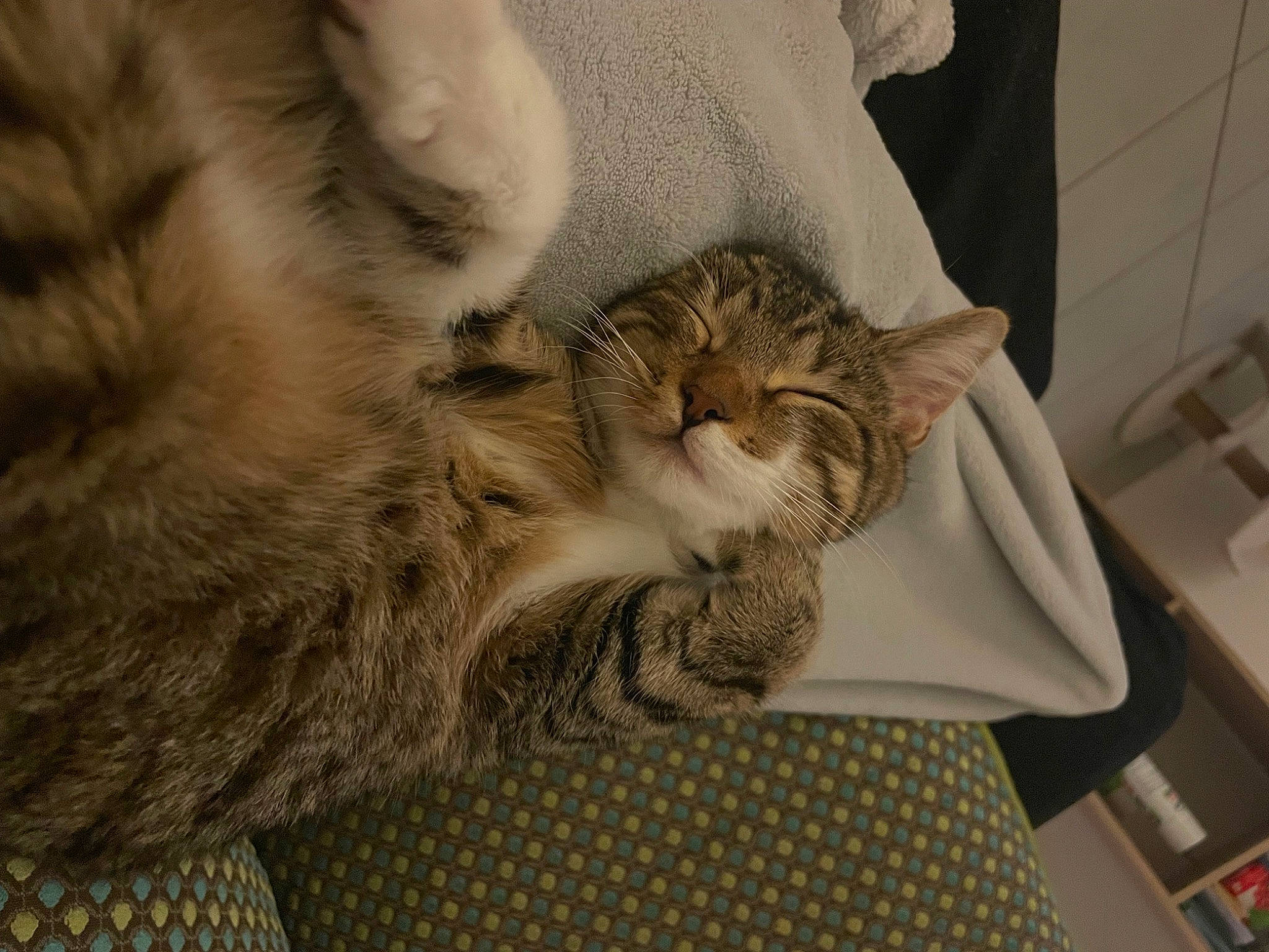 Groot a rejoint le concours — aidez-le/la à gagner de superbes lots ! carnivore, cat, claw, comfort, domestic_short_haired_cat, fawn, felidae, fur, grey, linens, nap, paw, sleep, small_to_medium_sized_cats, snout, tail, terrestrial_animal, whiskers