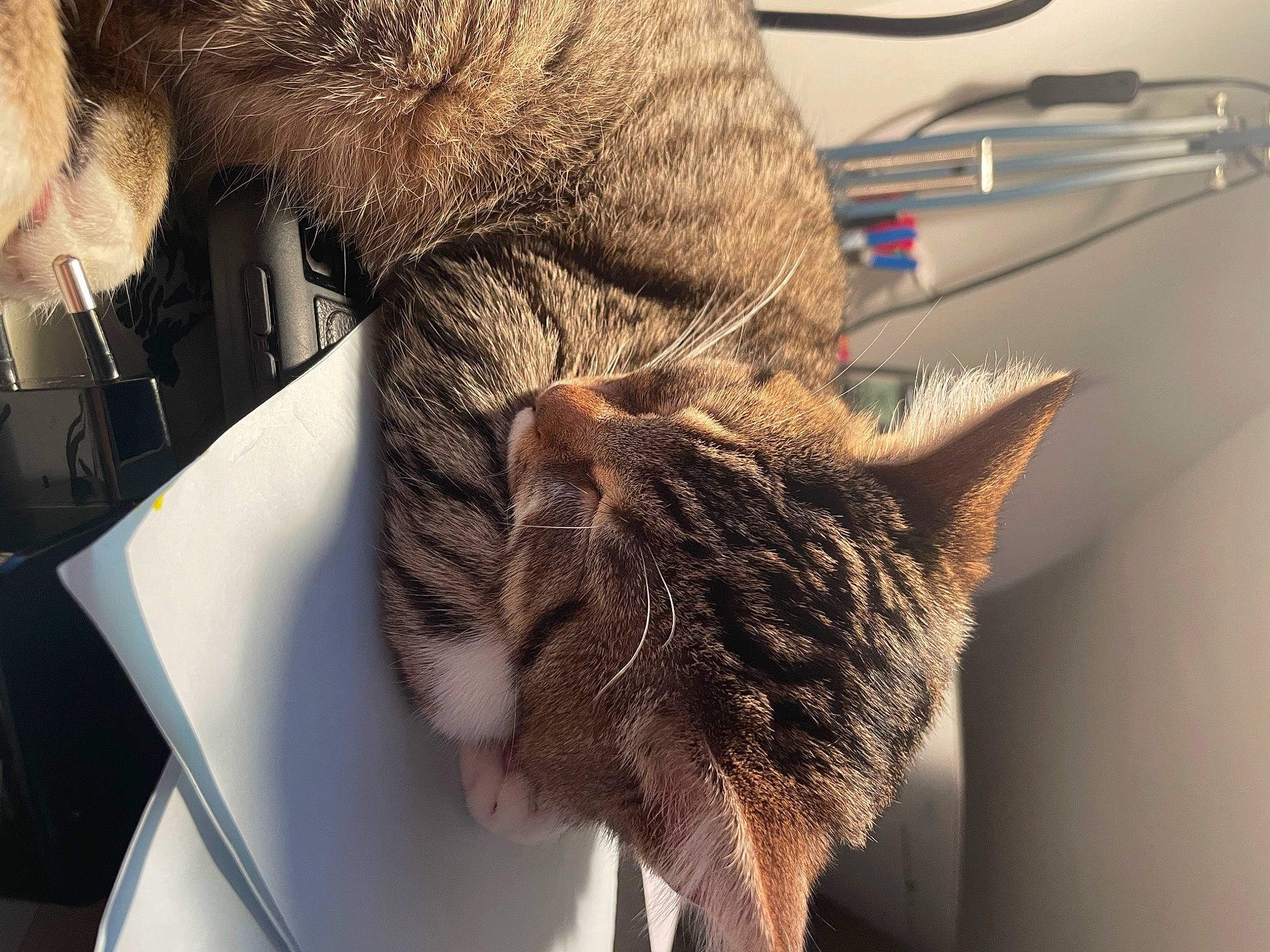 Groot participe au concours pour gagner de l'argent avec cette photo : cable, carnivore, cat, claw, comfort, domestic_short_haired_cat, ear, felidae, fur, kitchen_utensil, paw, sleep, small_to_medium_sized_cats, snout, tail, twig, whiskers, wood, wool