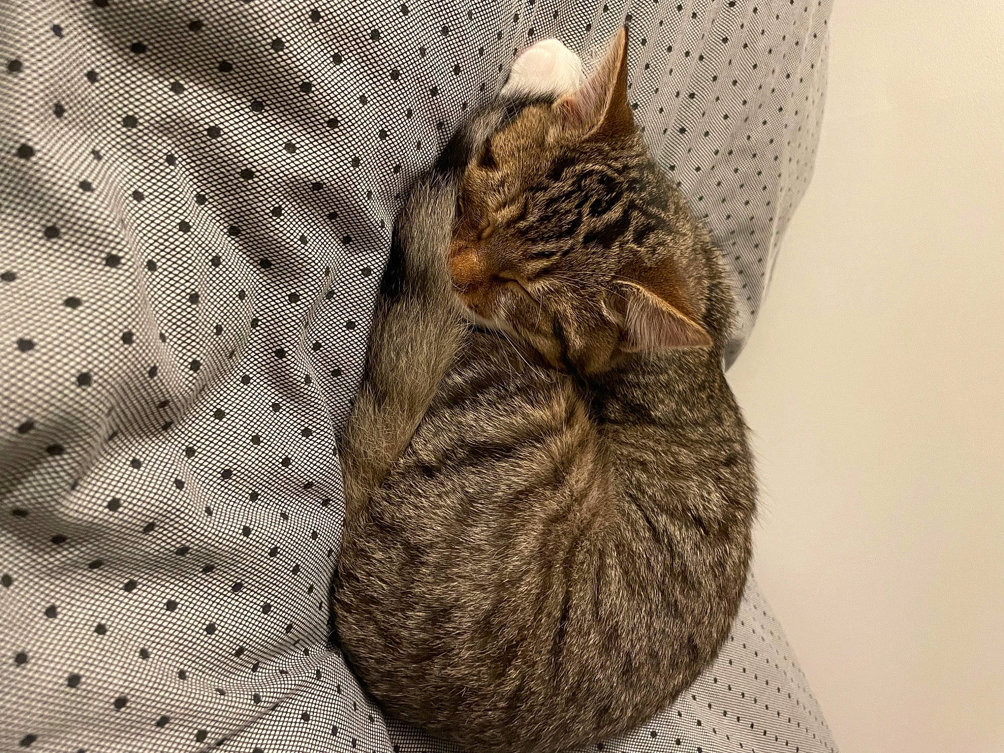 Groot participe au concours pour gagner de l'argent avec cette photo : art, carnivore, cat, domestic_short_haired_cat, felidae, fur, grey, gunny_sack, linens, pattern, paw, plant, small_to_medium_sized_cats, snout, tail, terrestrial_animal, tree, whiskers