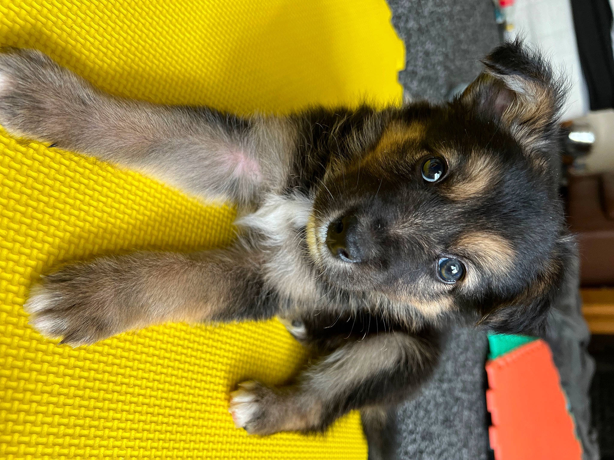 Bart is registered to the contest to win money with this photo: canidae, carnivore, claw, comfort, companion_dog, dog, dog_breed, fawn, felidae, fur, paw, puppy, snout, sporting_group, tail, terrestrial_animal, whiskers, working_animal, working_dog