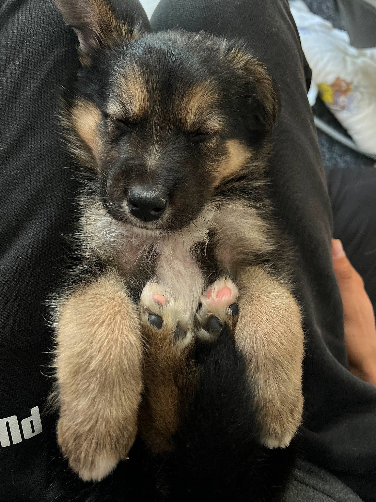 Bart joined the competition — help win amazing prizes! canidae, carnivore, claw, comfort, companion_dog, dog, dog_breed, fawn, fur, german_shepherd_dog, paw, puppy_love, sitting, snout, sporting_group, terrestrial_animal, toy_dog, whiskers, working_animal, working_dog