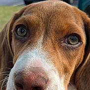 Piglet is registered to the contest to win money with this photo: animal, background, brown, canine, close_up, collar, cute, daylight, dog, ears, eyes, fur, muzzle, nose, outdoor, pet, portrait, snout, whiskers, white