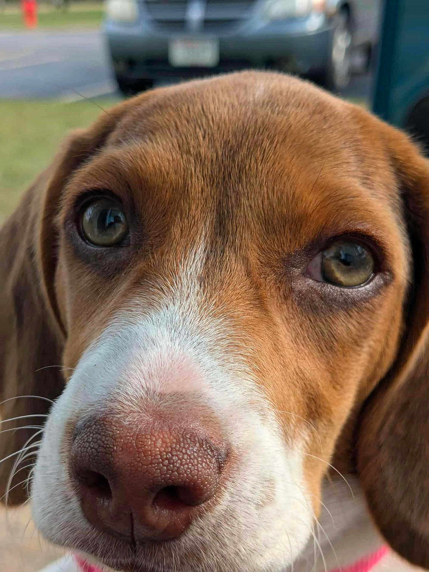 Piglet is registered to the contest to win money with this photo: animal, background, brown, canine, close_up, collar, cute, daylight, dog, ears, eyes, fur, muzzle, nose, outdoor, pet, portrait, snout, whiskers, white