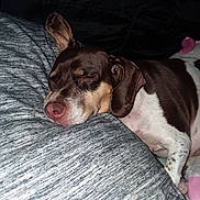 Daisy May is registered to the contest to win money with this photo: brazilian_terrier, carnivoran, dog, dog_breed, dog_like_mammal, puppy, rat_terrier, snout, sporting_group
