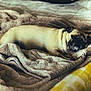 dog, pug, sleeping, blanket, cozy, indoor, pet, fur, resting, soft, comfort, warm, animal, cute, laying_down, relaxing, bed, domestic_animal, snug, calm