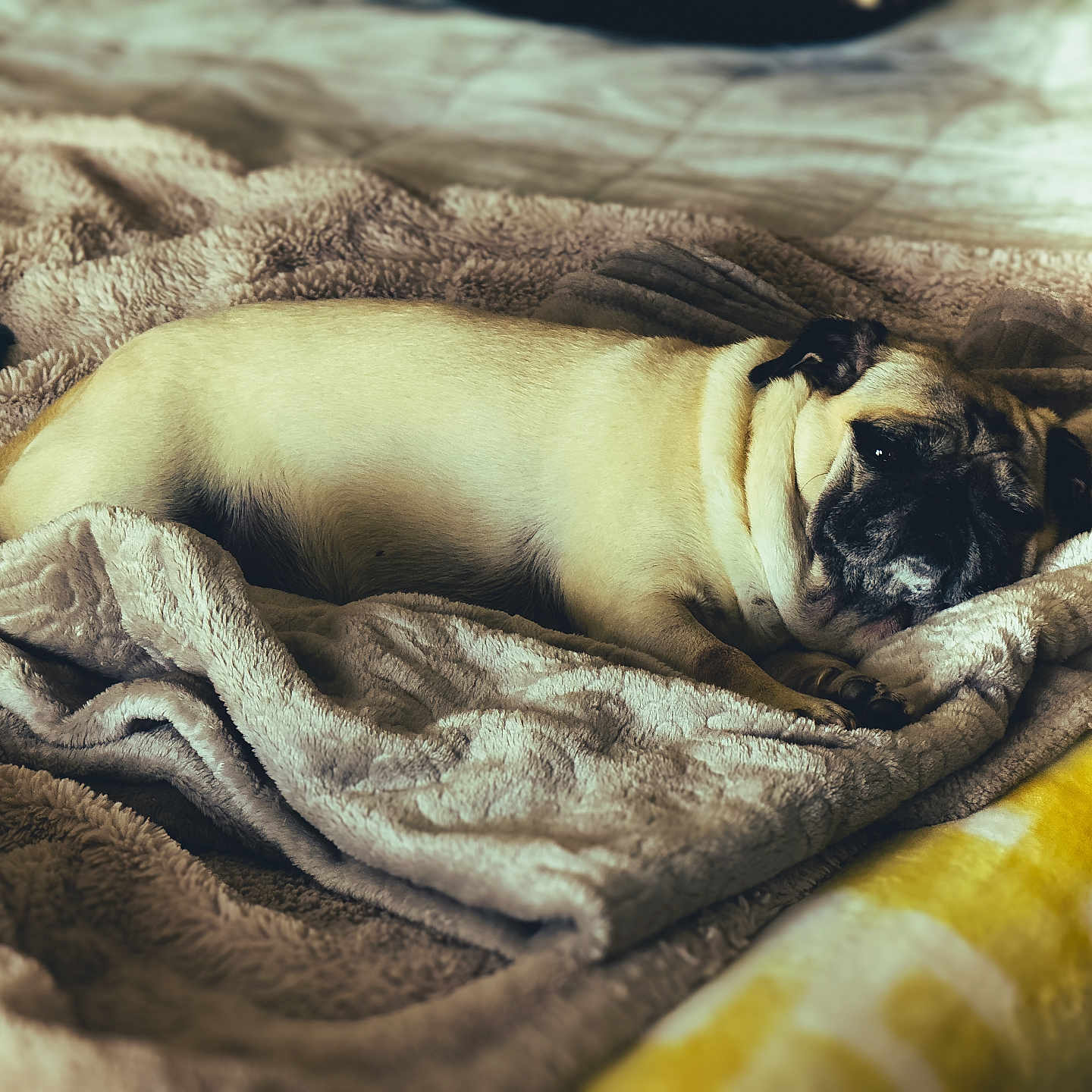 Sadie joined the competition — help win amazing prizes! animal, bed, blanket, calm, comfort, cozy, cute, dog, domestic_animal, fur, indoor, laying_down, pet, pug, relaxing, resting, sleeping, snug, soft, warm