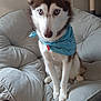 dog, husky, blue_eyes, bandana, pet, indoor, chair, cushion, furniture, sitting, canine, animal, portrait, looking_at_camera, fur, ears, nose, paw, cozy, domestic_animal