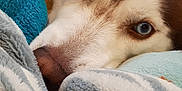 Kya joined the competition — help win amazing prizes! dog, husky, blue_eyes, close_up, blanket, cozy, fur, pet, animal, resting, indoors, cute, face, snuggle, warm, comfort, soft, laying, portrait, expression