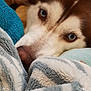 dog, husky, blue_eyes, close_up, blanket, cozy, fur, pet, animal, resting, indoors, cute, face, snuggle, warm, comfort, soft, laying, portrait, expression