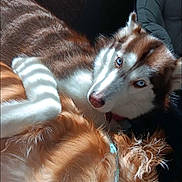 Kya joined the competition — help win amazing prizes! dog, huskydog, goldenretriever, blue_eyes, couch, sunlight, shadow, indoor, pet, fur, sleeping, resting, cozy, snuggling, collar, animal, companion, relaxing, portrait, domestic