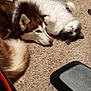 dog, cat, carpet, indoor, pet, husky, fluffy, lying_down, black_and_white_cat, brown_dog, relaxed, animal, toy, floor, furniture, cozy, companion, resting, cute, domestic