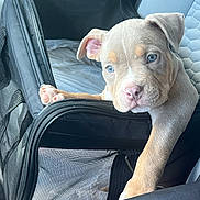 Dolemite joined the competition — help win amazing prizes! puppy, dog, pet_carrier, blue_eyes, car_seat, mesh, animal, cute, young_dog, resting, indoor, transport, pet, canine, closeup, seat_cover, paw, curious, light, fur