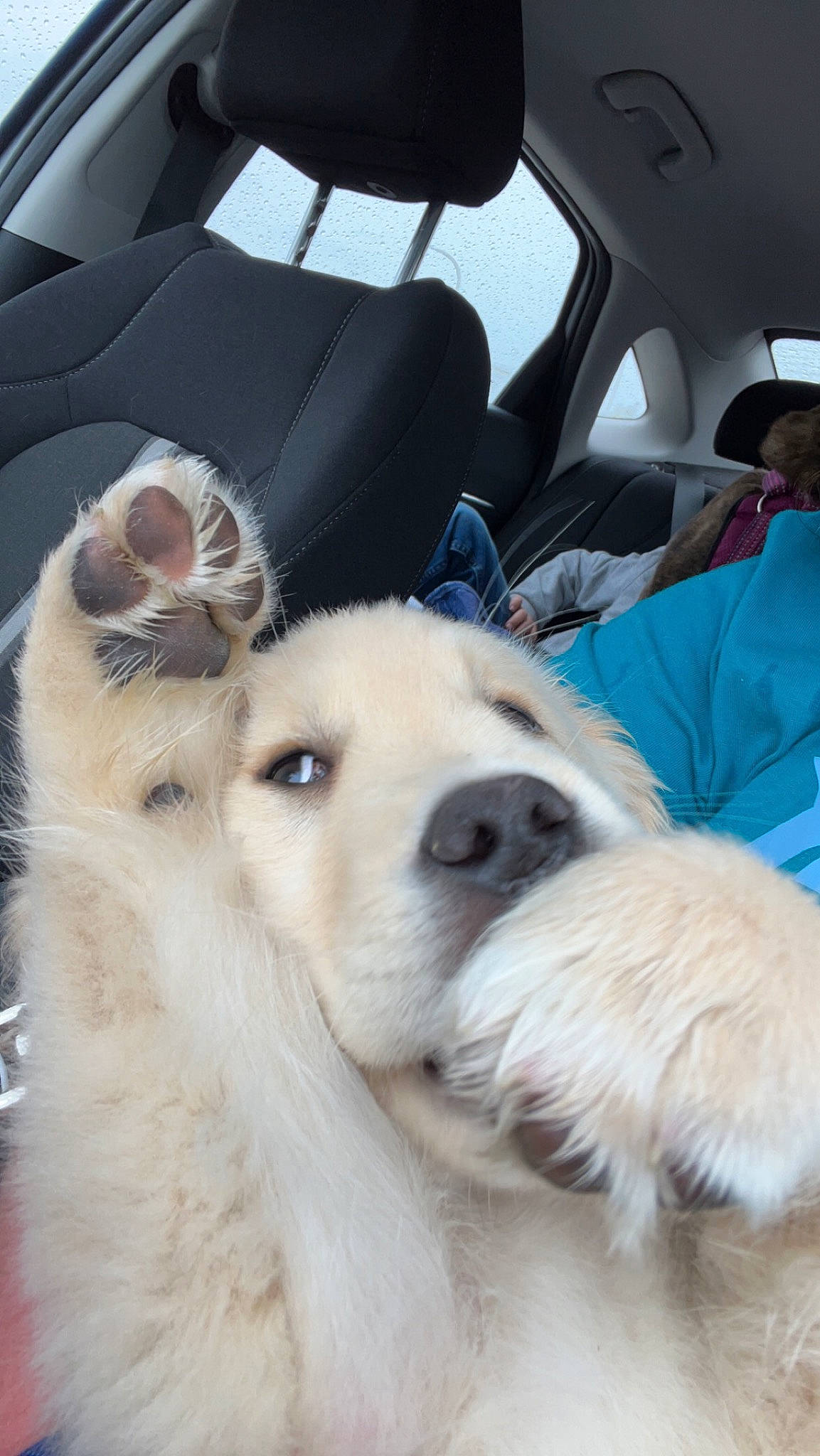 Oakley joined the competition — help win amazing prizes! car_seat, car_seat_cover, carnivore, comfort, companion_dog, dog, dog_breed, fawn, fur, head_restraint, hood, livestock_guardian_dog, luxury_vehicle, mammal, personal_luxury_car, snout, sporting_group, vehicle_door, vertebrate, whiskers