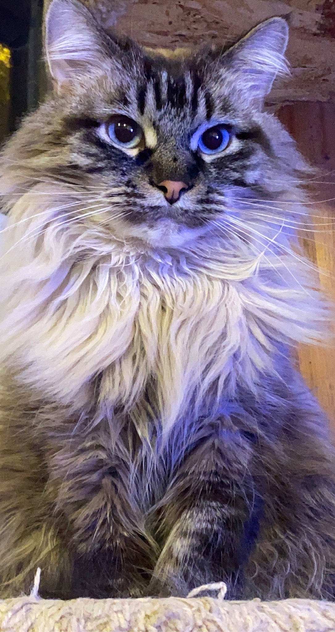 Jasper joined the competition — help win amazing prizes! carnivore, cat, claw, electric_blue, event, felidae, fur, photography, plant, small_to_medium_sized_cats, snout, tail, terrestrial_animal, whiskers, wildlife