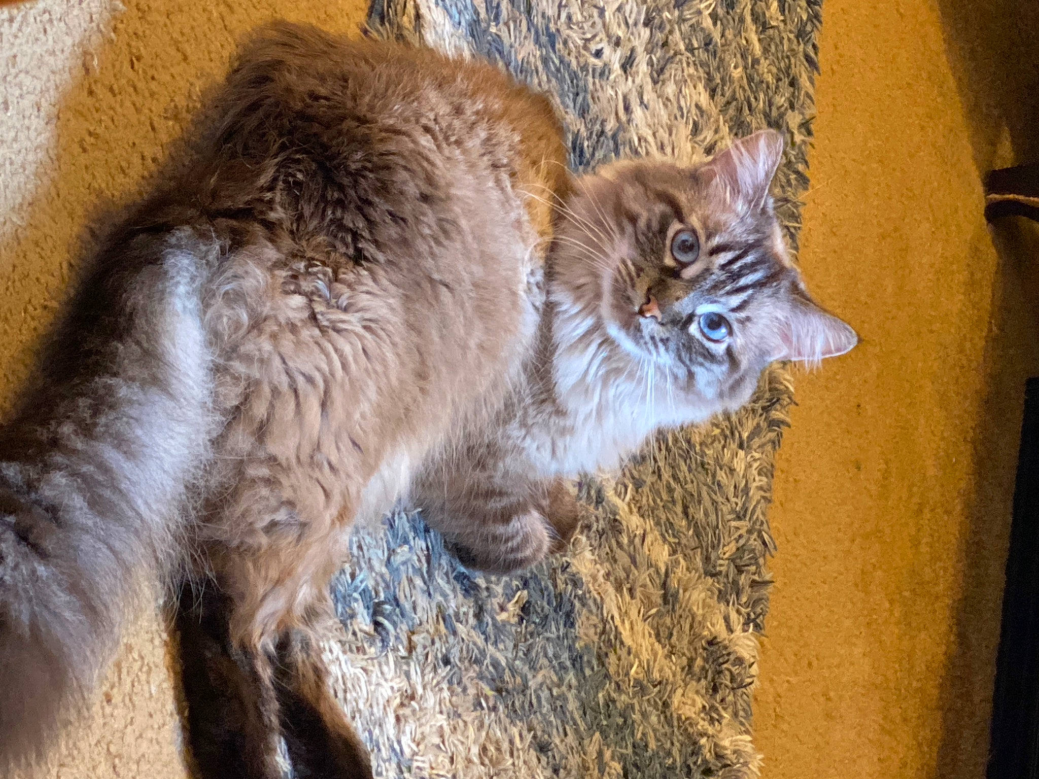 Jasper is registered to the contest to win money with this photo: art, bobcat, carnivore, cat, claw, domestic_short_haired_cat, fawn, felidae, fur, lynx, small_to_medium_sized_cats, snout, soil, tail, terrestrial_animal, trunk, whiskers, wildlife, wood, zoo