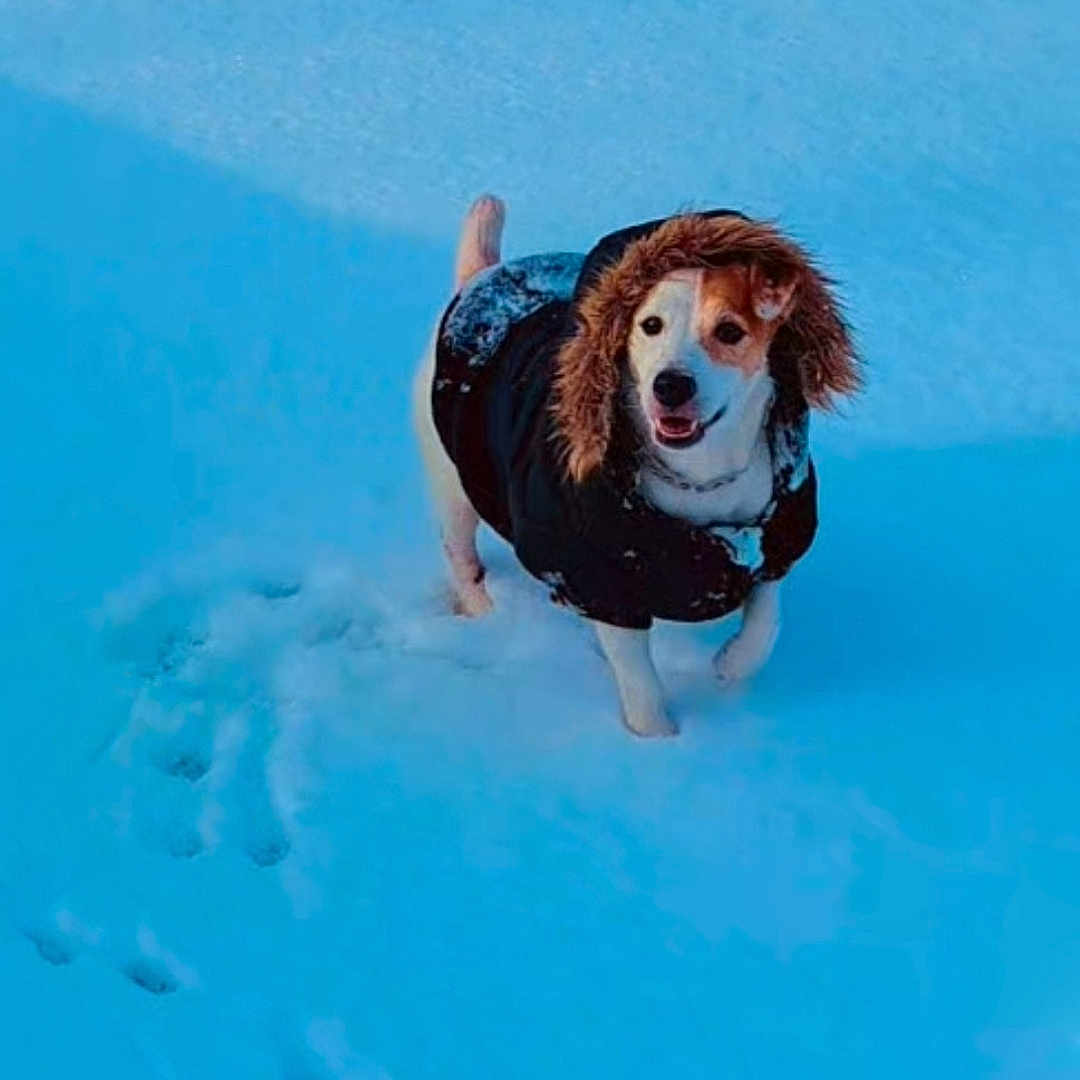 Touti participe au concours pour gagner de l'argent avec cette photo : animal, blue_tint, canine, cold_weather, dog, fur_hood, furry, happy, outdoor, paw_prints, pet, playful, small_dog, smiling, snow, standing, walking, white_snow, winter, winter_coat