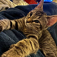 Francis is registered to the contest to win money with this photo: animal, bedroom, blanket, cat, closeup, cozy, curious, cute, ears, feline, fur, indoor, paw, pet, relaxed, soft_texture, striped, tabby_cat, television, whiskers