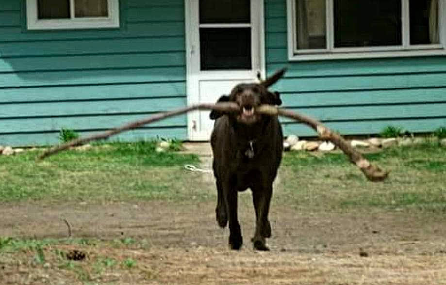 Cookie joined the competition — help win amazing prizes! bovine, canidae, carnivore, dog_breed, event, fawn, fixture, grass, horn, liver, livestock, natural_material, pasture, plant, snout, sporting_group, tail, terrestrial_animal, window, working_animal