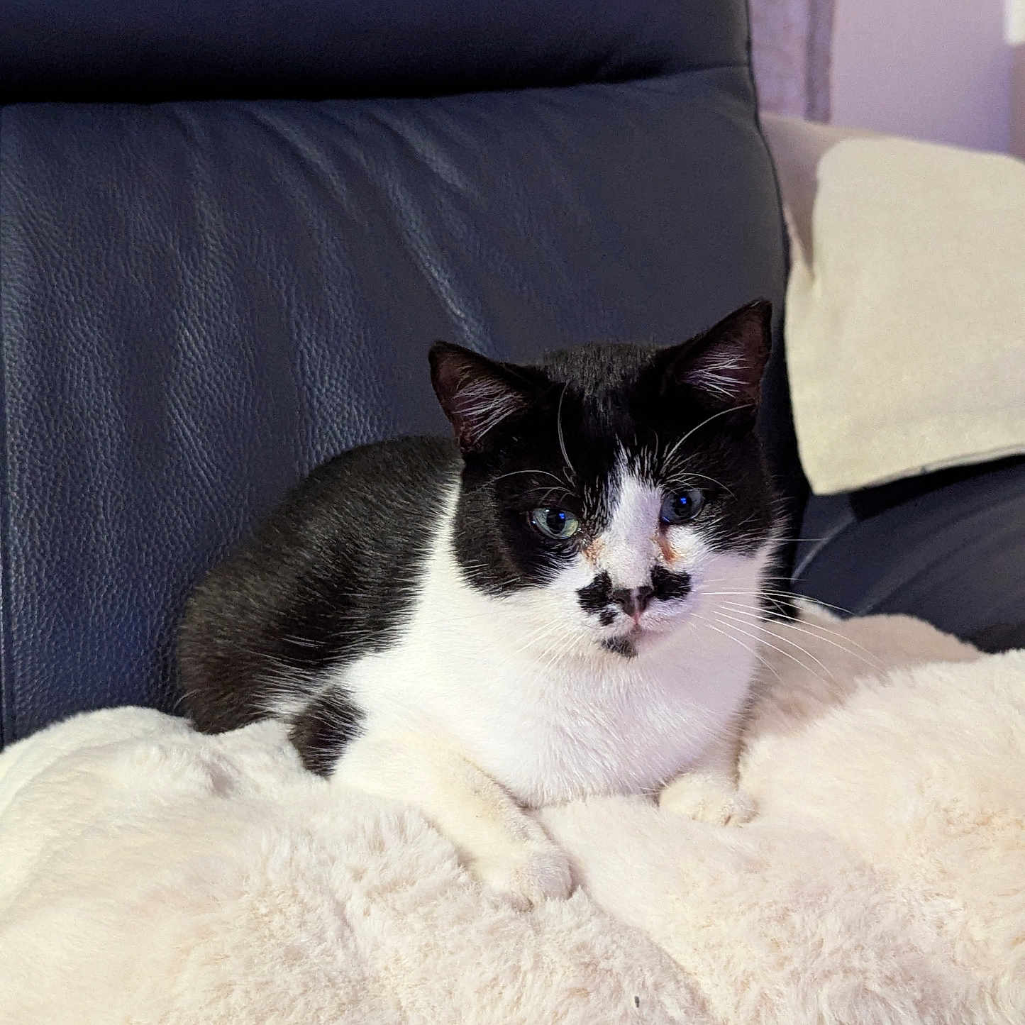 Bounty a rejoint le concours — aidez-le/la à gagner de superbes lots ! animal, black_and_white, cat, comfort, cozy, cute, domestic, ears, feline, fluffy_blanket, fur, home, indoor, leather_chair, pet, portrait, relaxed, resting, soft_texture, whiskers
