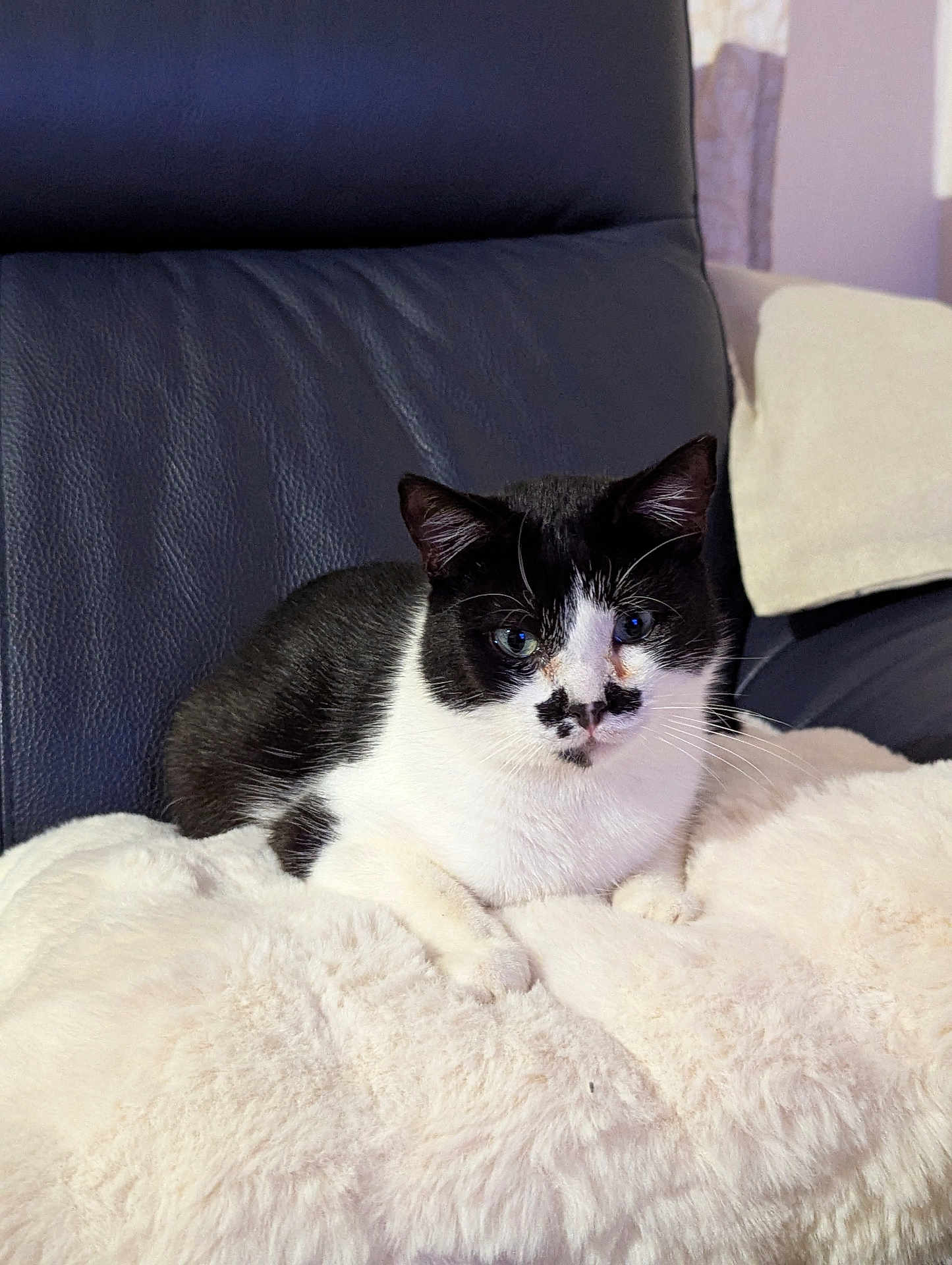Bounty a rejoint le concours — aidez-le/la à gagner de superbes lots ! animal, black_and_white, cat, comfort, cozy, cute, domestic, ears, feline, fluffy_blanket, fur, home, indoor, leather_chair, pet, portrait, relaxed, resting, soft_texture, whiskers