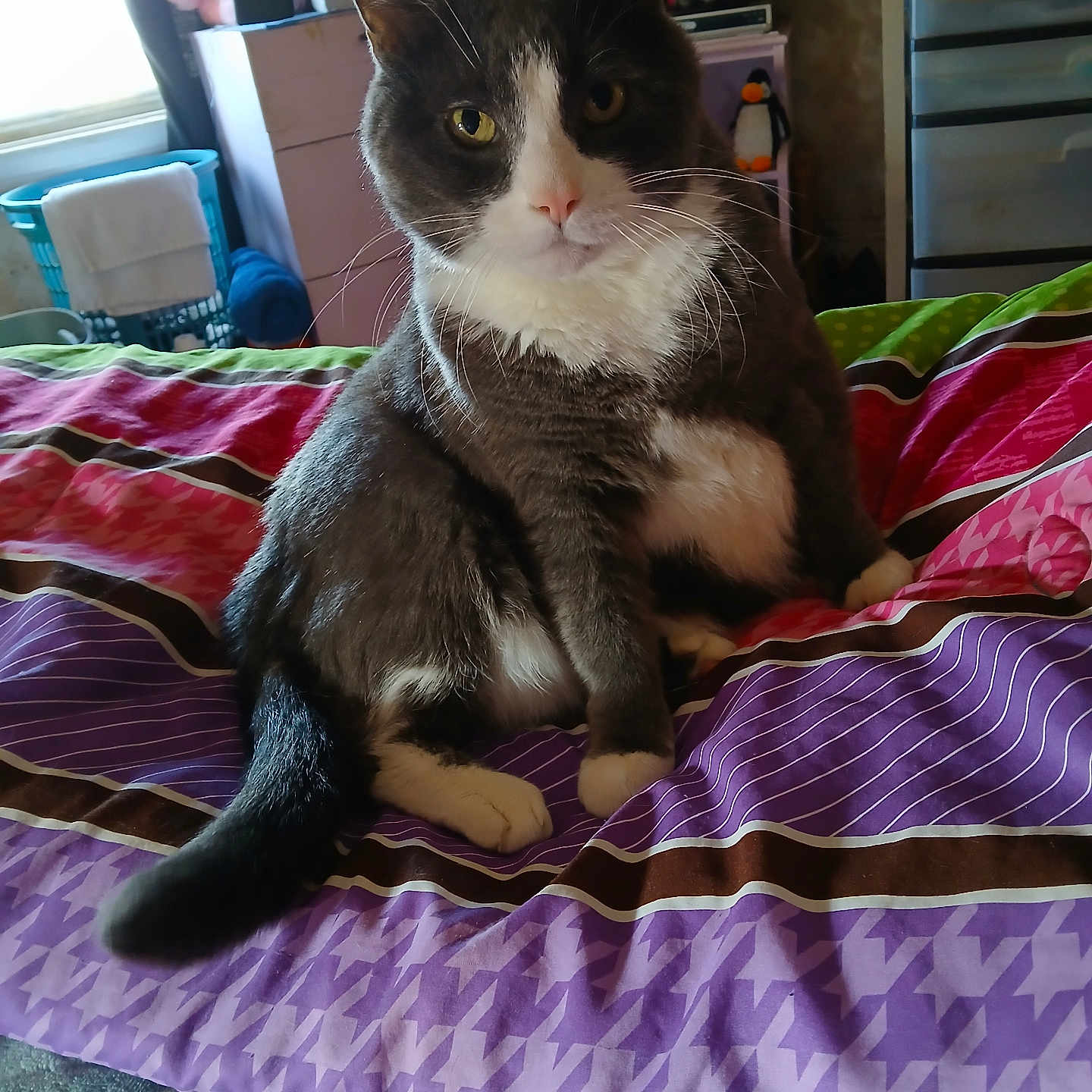 Shadow joined the competition — help win amazing prizes! bed, blanket, cat, colorful, cozy, curtain, domestic_animal, furniture, grey, indoor, laundry_basket, living_space, patterned, pet, pink, purple, stuffed_toy, television, white, window