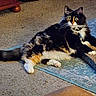 cat, fluffy, multi-colored, carpet, scratching_pad, indoor, pet, feline, relaxed, curious_eyes, whiskers, paws, tail, collar, home, furniture, cozy, animal, resting, alert