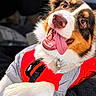 dog, pet, animal, portrait, close_up, happy, smiling, open_mouth, tongue, floppy_ears, brown_white, tri_color, fur, collar, costume, red_clothing, sitting, indoors, couch, playful