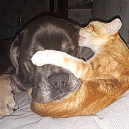 Maxou a rejoint le concours — aidez-le/la à gagner de superbes lots ! cat, dog, bed, paw, licking, indoor, pet, animal, sleeping, resting, cute, cozy, fur, closeup, companion, friendship, playful, orange_cat, black_dog, floral_wallpaper