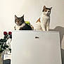 Oreo participe au concours pour gagner de l'argent avec cette photo : animal, appliance, cat, cats, cute, domestic, feline, flower, fur, household, indoor, pet, refrigerator, resting, rose, sitting, table, two, white, wood