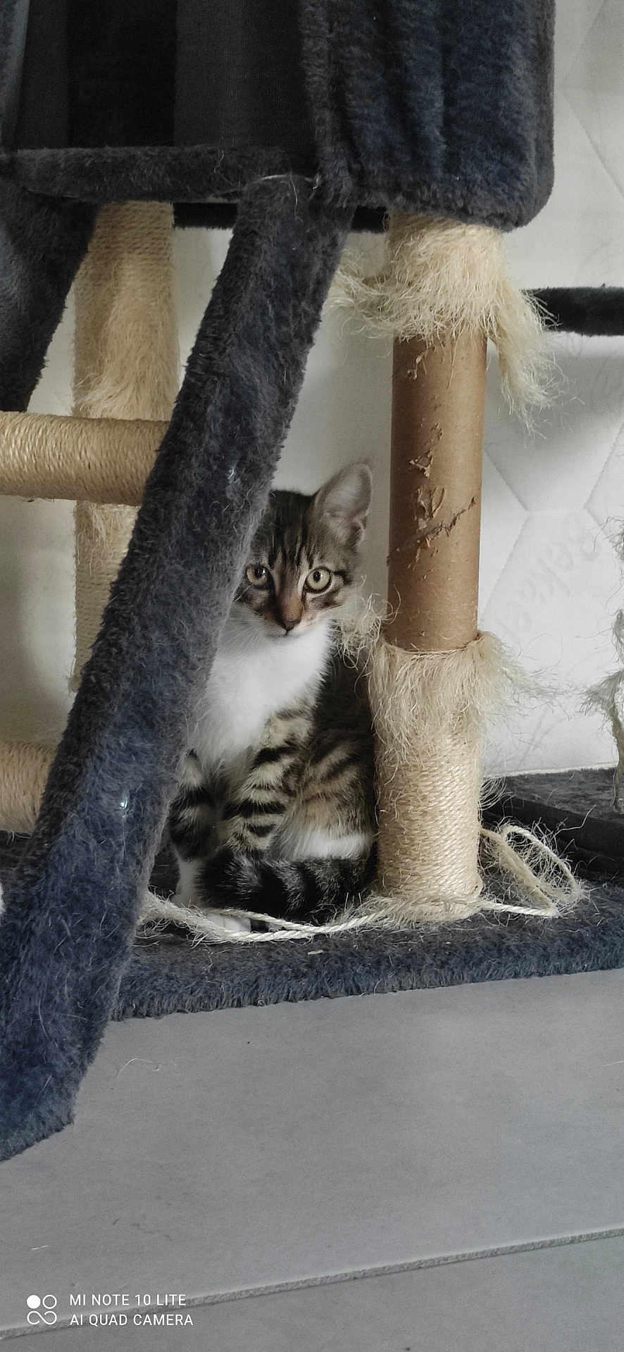 Oreo a rejoint le concours — aidez-le/la à gagner de superbes lots ! animal, cat, claws, curious, cute, eyes, floor, fur, furniture, indoor, kitten, pet, playful, rope, scratching_post, sitting, tabby, texture, whiskers, young