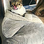 animal, blanket, cat, companion, cozy, cute, fur, furniture, home, hood, indoor, kitchen, licking, person, pet, relaxed, robe, tabby, table, yellow_eyes
