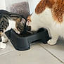 animal, bowl, brown_cat, cat, cats, companions, container, dry_food, eating, feeding, feline, floor, food, head_down, indoor, pet, tabby_cat, tile_floor, two_animals, white_cat