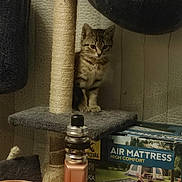 Iris a rejoint le concours — aidez-le/la à gagner de superbes lots ! air_mattress, box, cat, cat_tree, curious_cat, feline, furniture, glass, home_interior, indoor, kitten, pet, pet_accessory, scratching_post, small_cat, tabby_cat, table, vape_device, wooden_table, young_cat