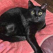 Boo is registered to the contest to win money with this photo: black_cat, cat, feline, pet, animal, indoor, towel, pink, fur, yellow_eyes, alert, relaxed, paw, lying_down, closeup, cozy, domestic, mammal, resting, curious