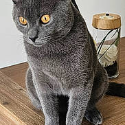 Zébulon a rejoint le concours — aidez-le/la à gagner de superbes lots ! cat, gray_cat, animal, pet, wooden_cabinet, feline, indoor, amber_eyes, sitting, fur, ears, whiskers, curious, domestic_cat, household, glass_jar, flower, plant, wood, closeup