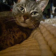 Fanta a rejoint le concours — aidez-le/la à gagner de superbes lots ! cat, gray_tabby, pet, animal, close_up, indoor, blanket, soft_texture, fur, whiskers, ears, eyes, face, resting, cozy, bedroom, clothes, wardrobe, relaxed, domestic