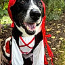 dog, black_and_white, costume, red_hood, ruffles, outdoor, garden, portrait, sitting, happy, smiling, tongue, open_mouth, pet, animal, close_up, long_ears, white_chest, greenery, mulch