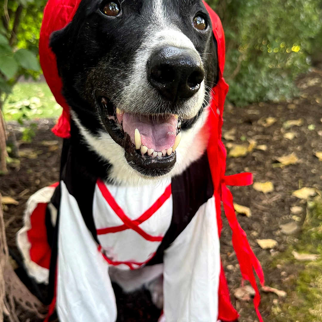 Norah joined the competition — help win amazing prizes! dog, black_and_white, costume, red_hood, ruffles, outdoor, garden, portrait, sitting, happy, smiling, tongue, open_mouth, pet, animal, close_up, long_ears, white_chest, greenery, mulch
