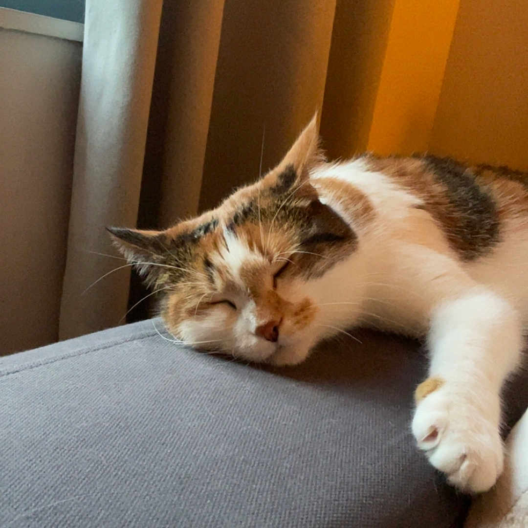 Perle a rejoint le concours — aidez-le/la à gagner de superbes lots ! animal, calico, cat, cozy, curtain, cushion, daylight, fur, gray, home, indoor, paw, pet, quiet, relaxing, rest, sleeping, soft, whiskers, window