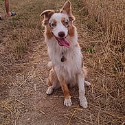 Anaya a rejoint le concours — aidez-le/la à gagner de superbes lots ! dog, blue_eyes, fluffy_coat, sitting, dirt_path, field, dry_grass, sunset, outdoor, nature, canine, pet, happy, tongue_out, ears_up, rural, landscape, person_legs, casual, golden_hour