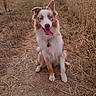 dog, blue_eyes, fluffy_coat, sitting, dirt_path, field, dry_grass, sunset, outdoor, nature, canine, pet, happy, tongue_out, ears_up, rural, landscape, person_legs, casual, golden_hour
